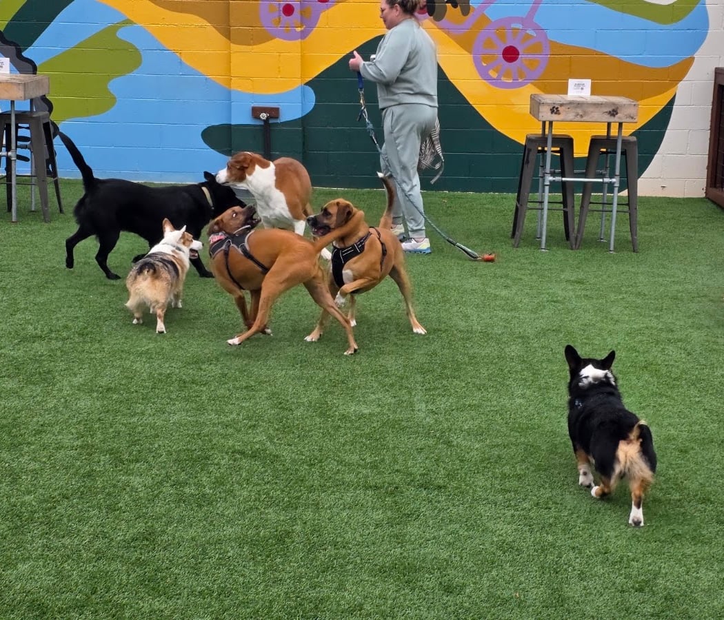 Swampy Dog Social + Bar 3