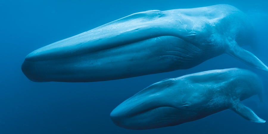 Blue Whales: Return of the Giants 3D 1