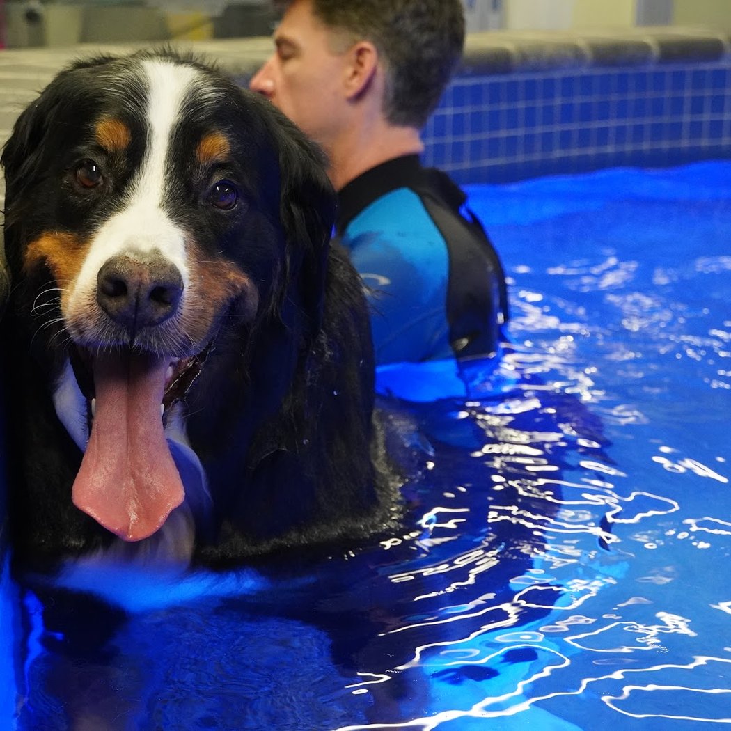 Water4Dogs Rehabilitation Center 1