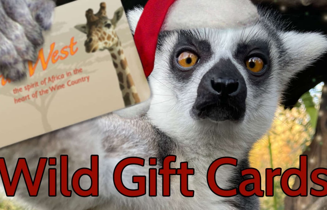 Hey, Shop on the Wild Side! 3
