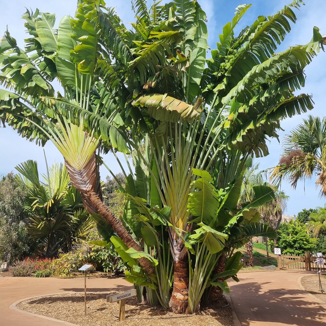 Palmetum 3