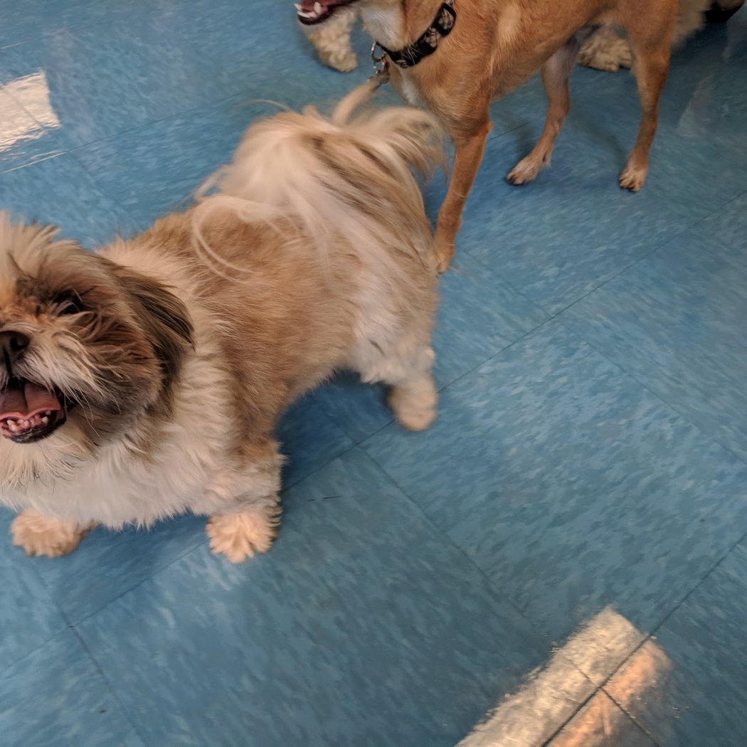 Sweet Doggies 3