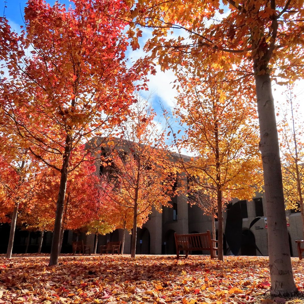 Stanford Law School 1