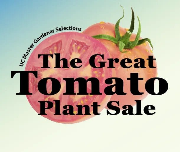Great Tomato Plant Sale 1