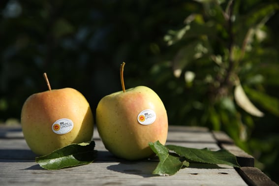 Syndicat de Défense de l'AOP Pomme du Limousin 1