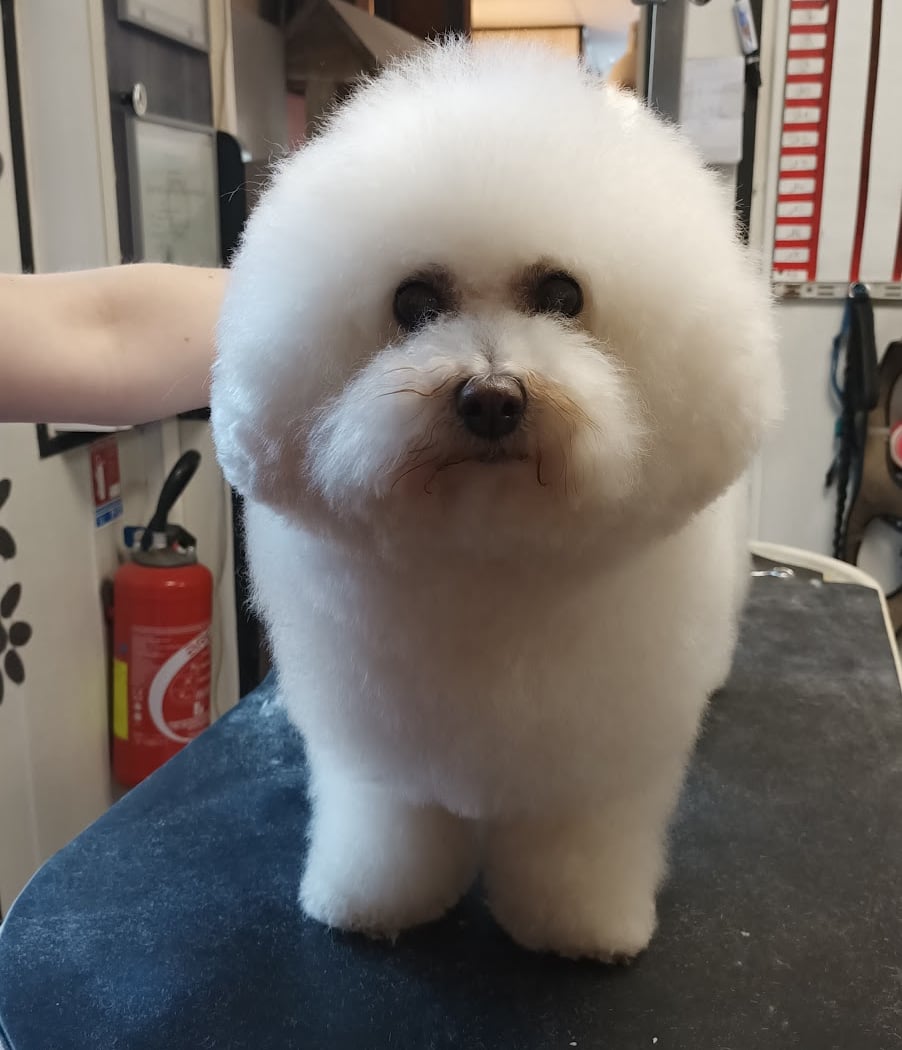 Dog Shop 1