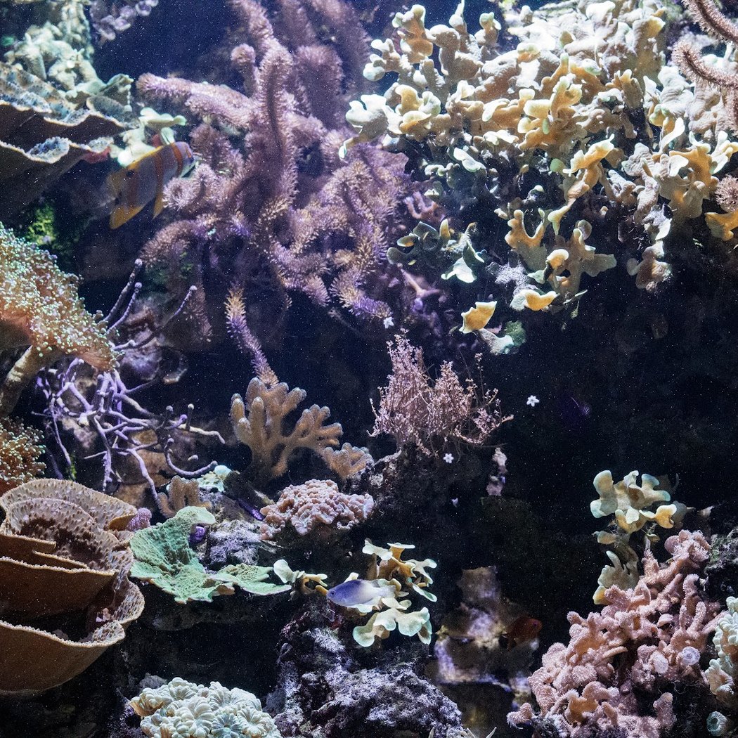 Aquarium du Limousin 2