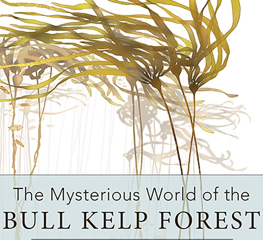 Giant Bull Kelp Forest 1