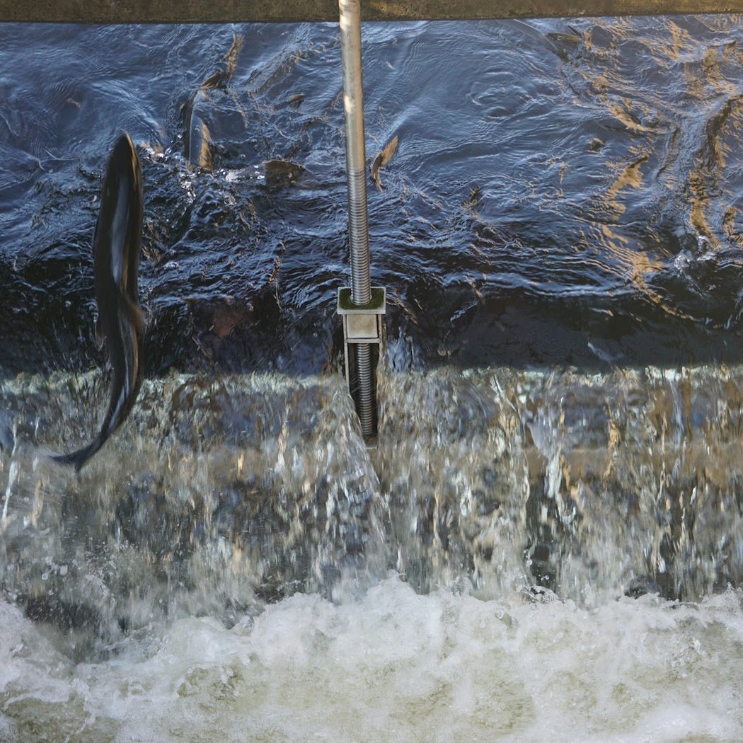 Salmon River Fish Hatchery - NYS DEC 1