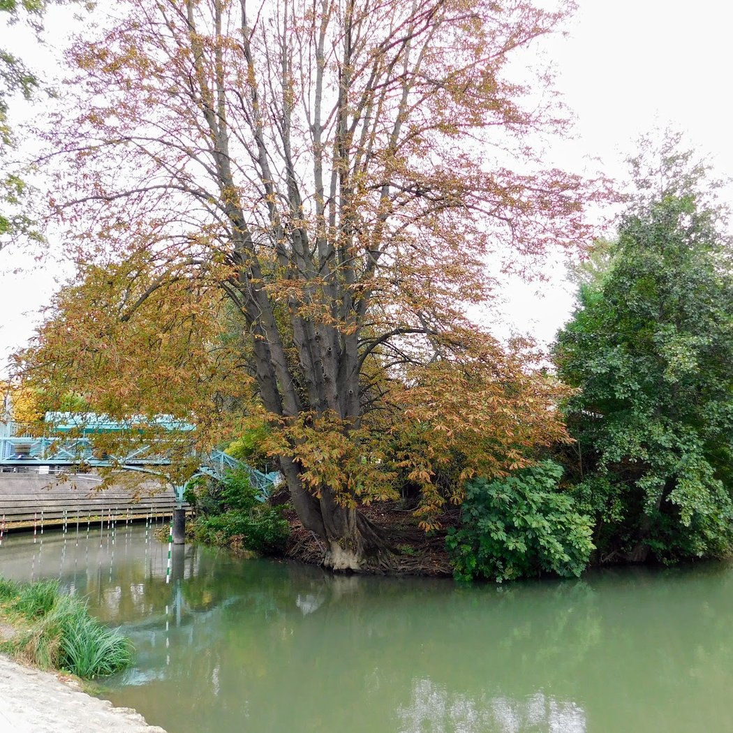 Bassin Olympique Canoë Kayak - Champigny 3