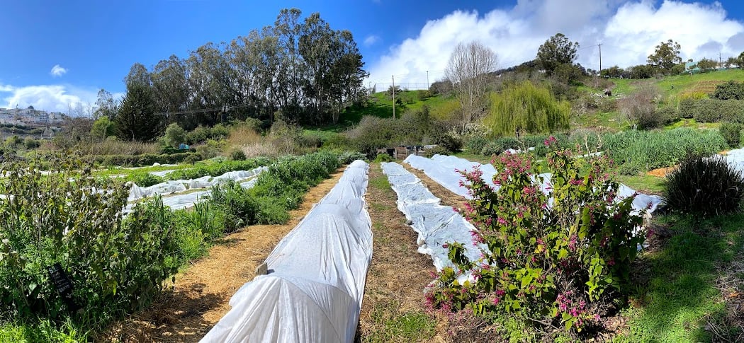 Birds of Alemany Farm: A Guided Bird Walk 2