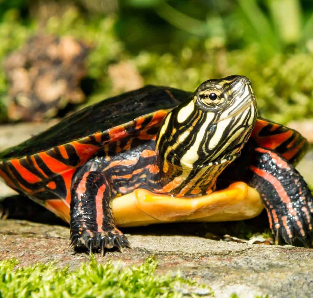 Turtle Walk 1