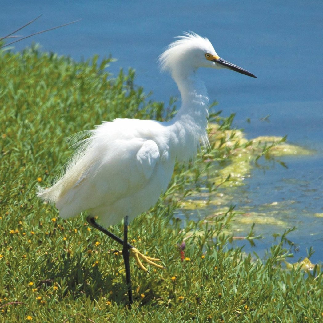 Birding Outing: Famosa Slough