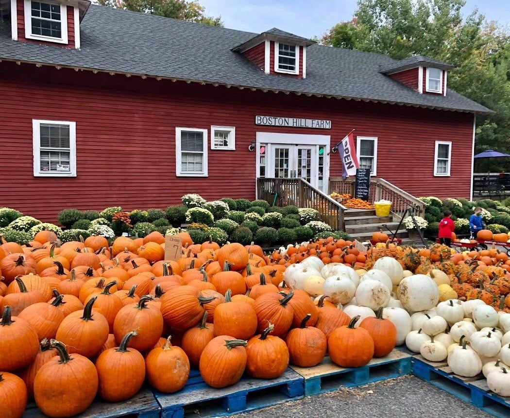 Apple & Pumpkin Picking 1