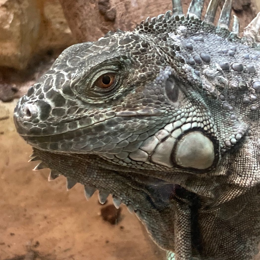 Alligator Bay 1