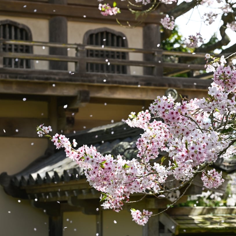 Cherry Blossom: Member Hour 1
