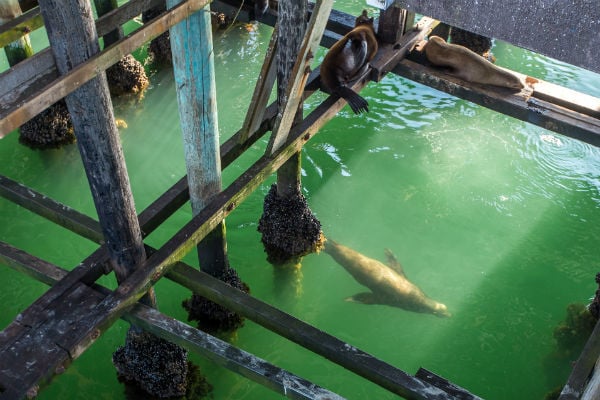Sea Lion Deck 1
