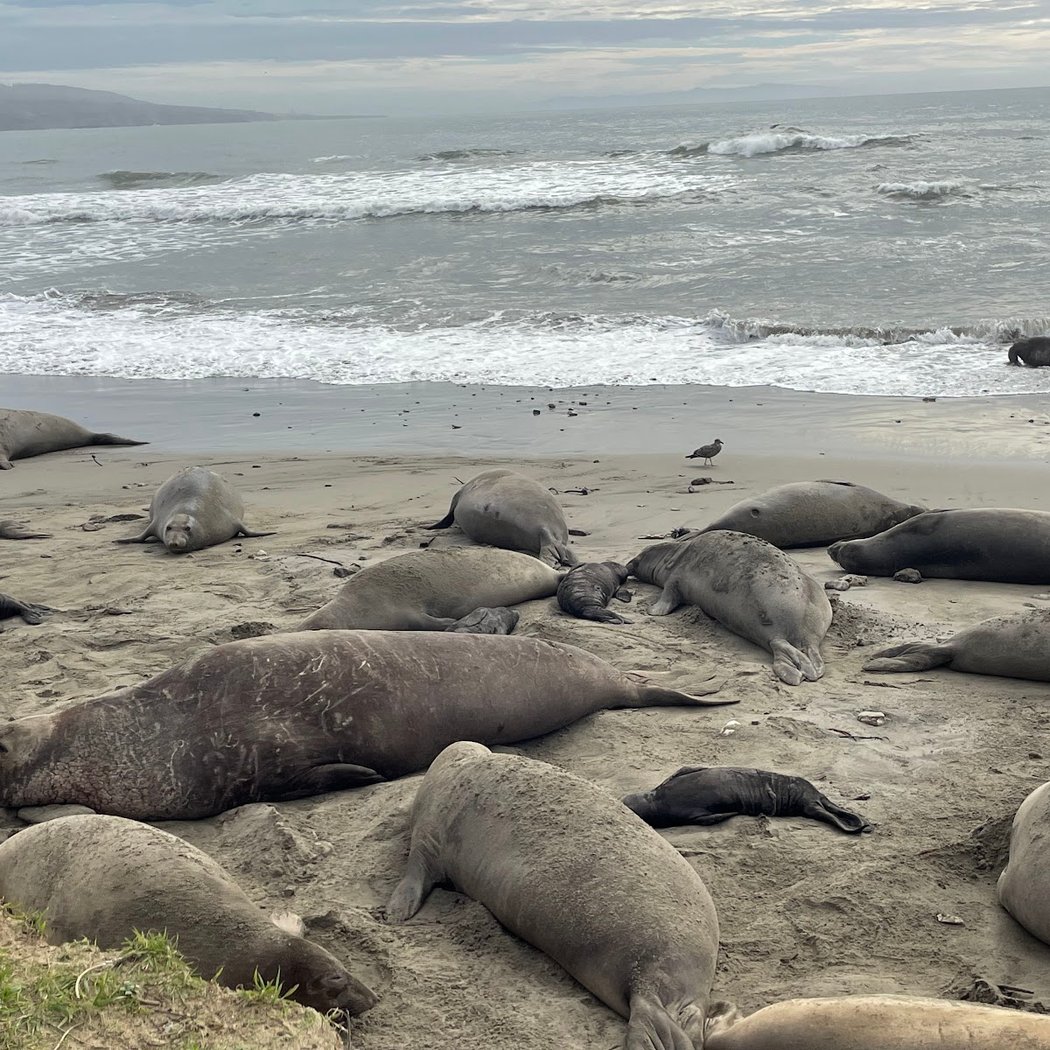 Elephant Seal Overlook 1