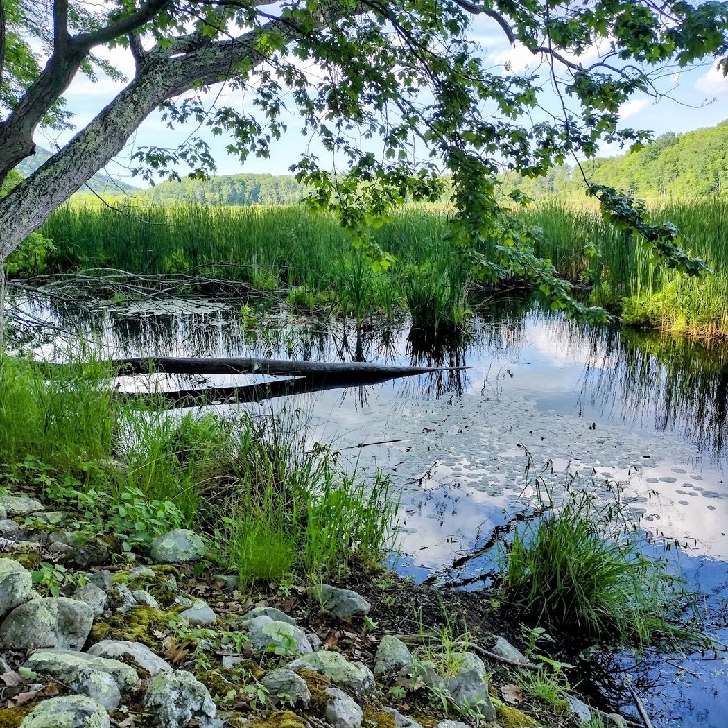 Thompson Pond Preserve 1