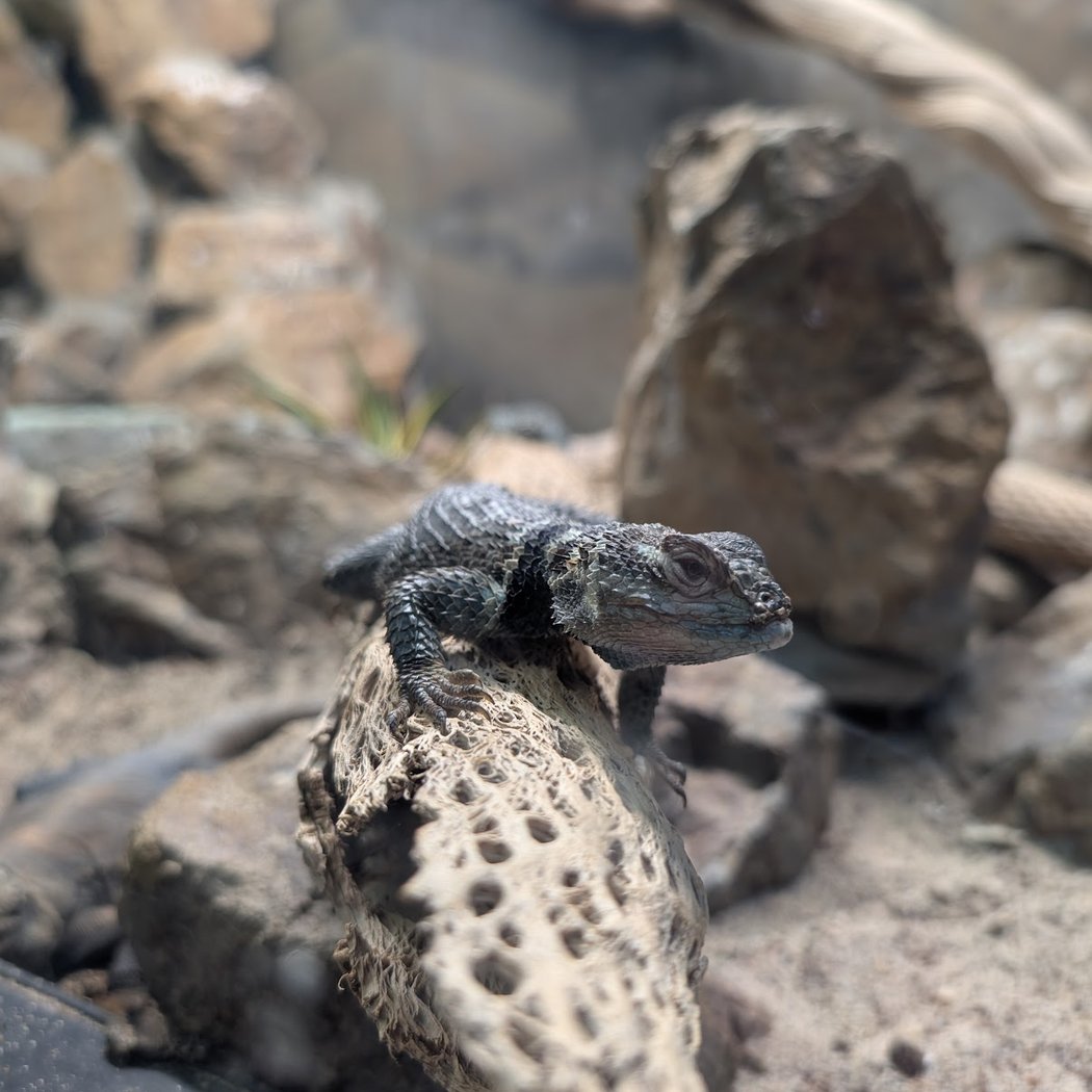 Reptile and Amphibian Discovery Room 4