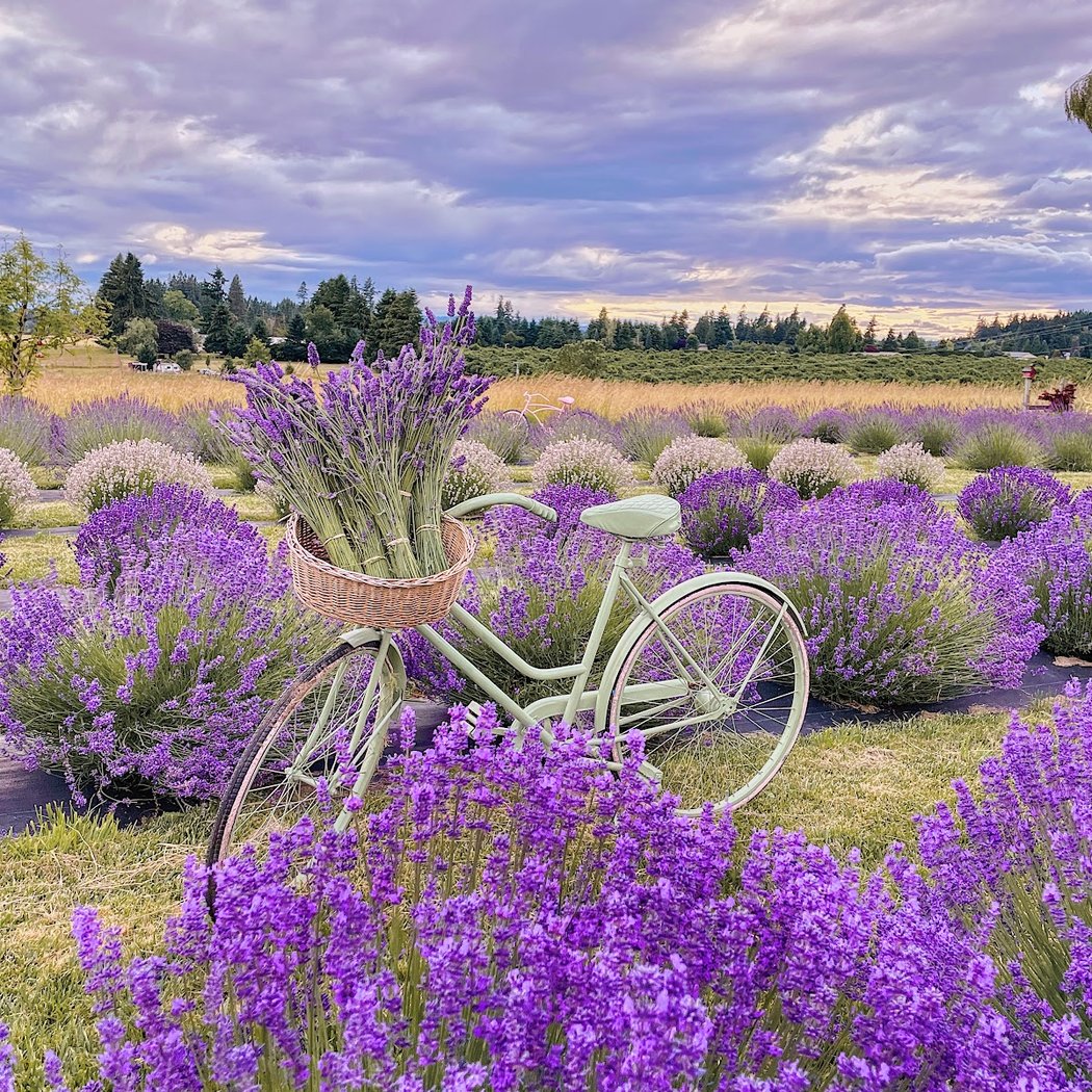Lavender Bloom Season 1