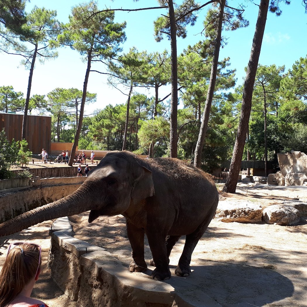 Zoo La Palmyre 3