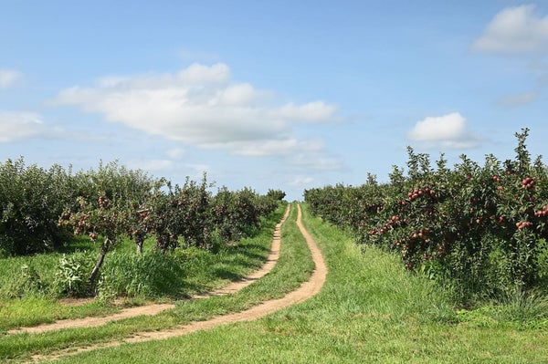 Greig Farm 1