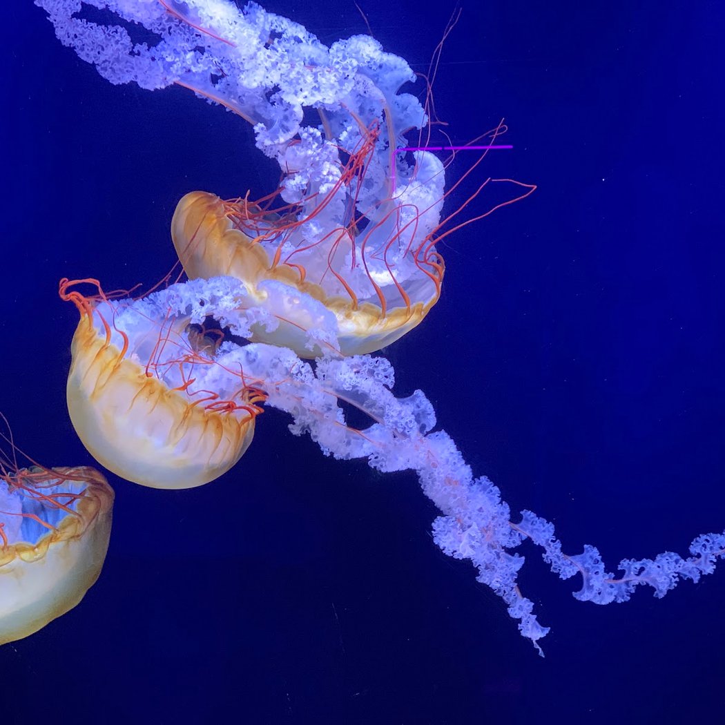 SEA LIFE London Aquarium 1