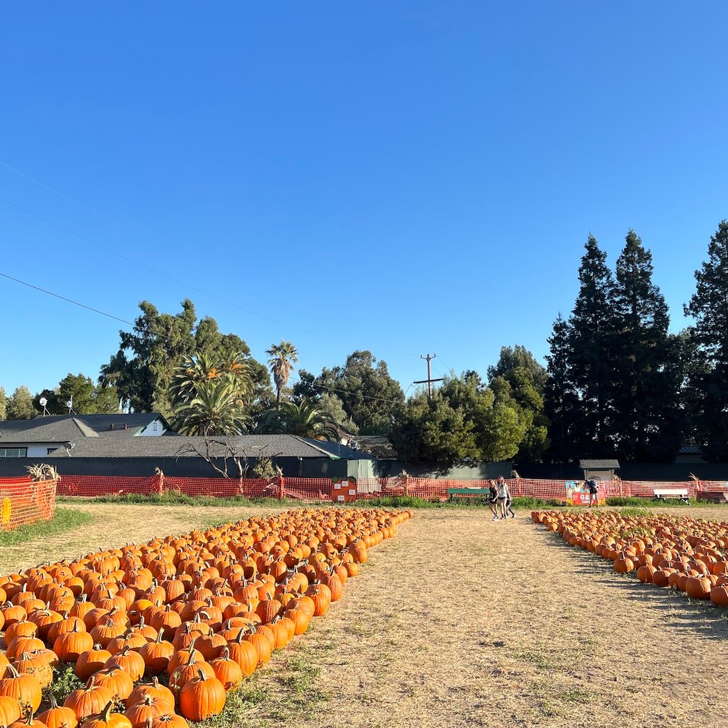 G&M Farms Pumpkin Patch 2