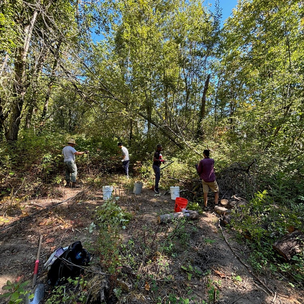 Heron’s Nest: Liberating the Forest 2