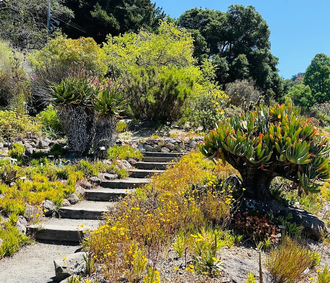Discovery Station: Cycads 4
