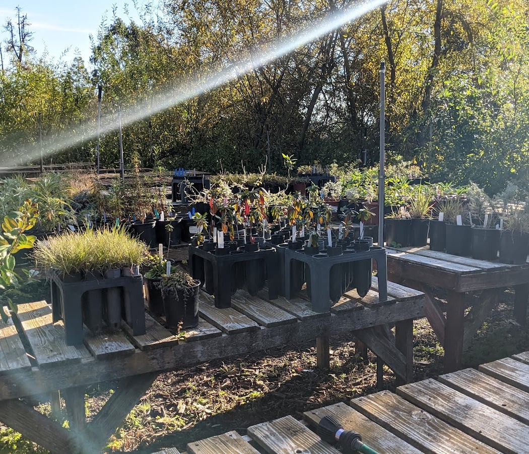 Friends of Sausal Creek Native Plant Nursery 1