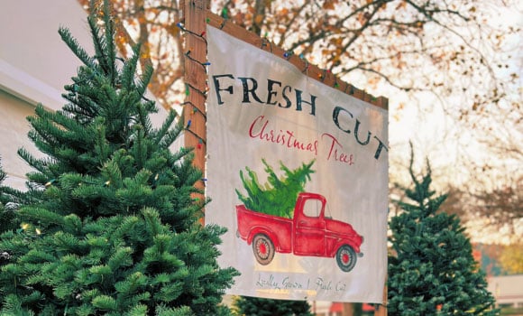 Fresh Cut Christmas Trees 1