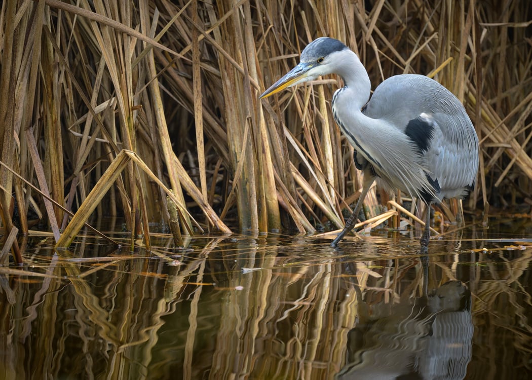 Les oiseaux du lac de Saint Mandé 1
