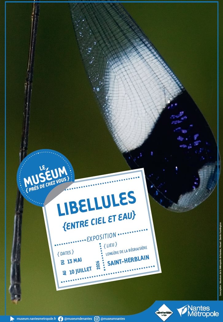 Les libellules brillamment colorées 1