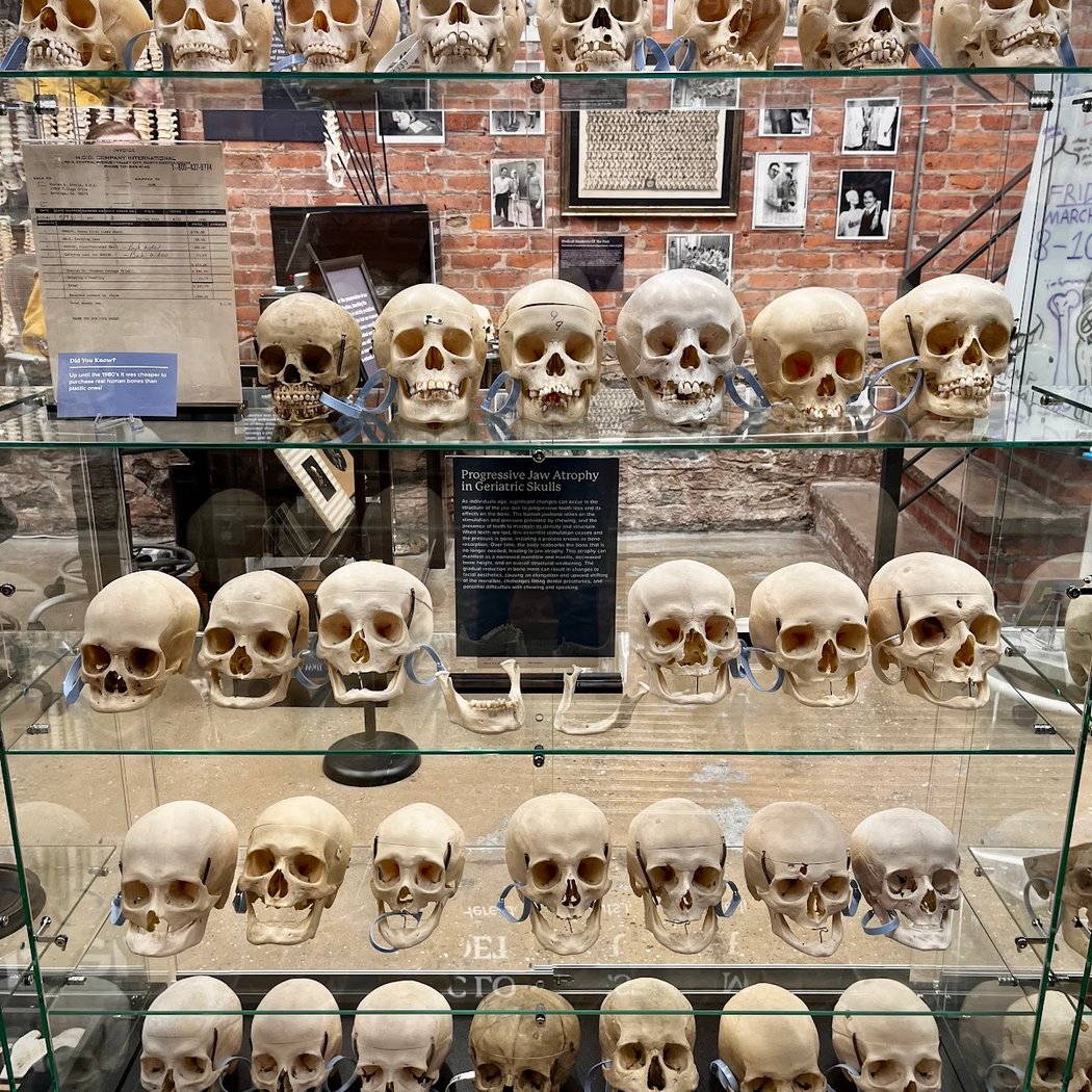 The Bone Museum 1