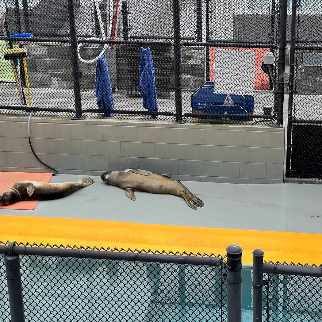 Seal and Sea Lion Superstars of 2025 1