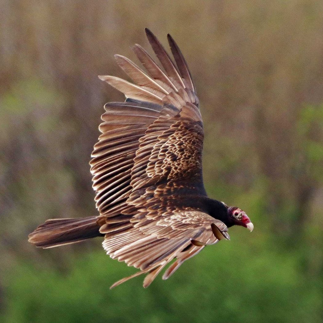 Scavengers of the Sky