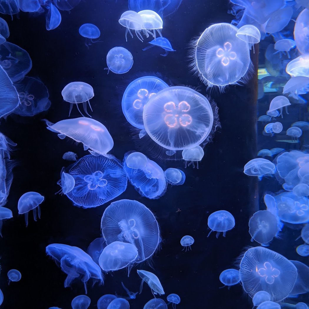 Musée océanographique de Monaco 1