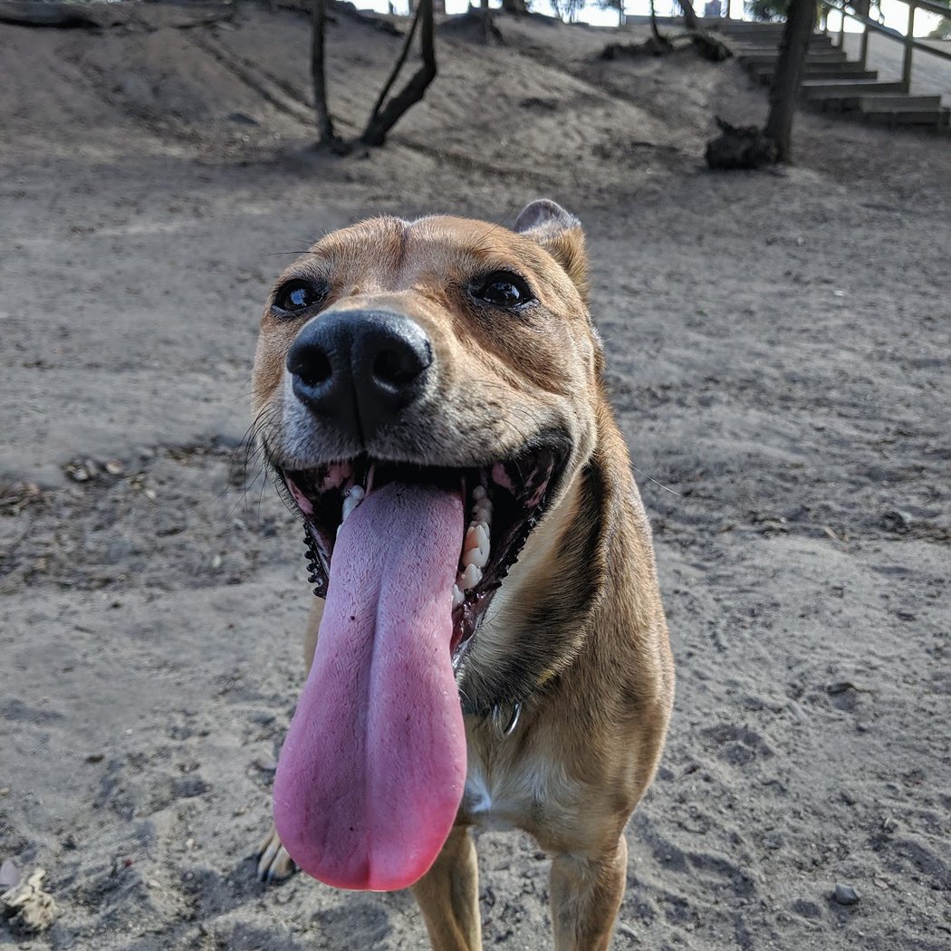 Brotherhood & Alemany Dog Play Area 1