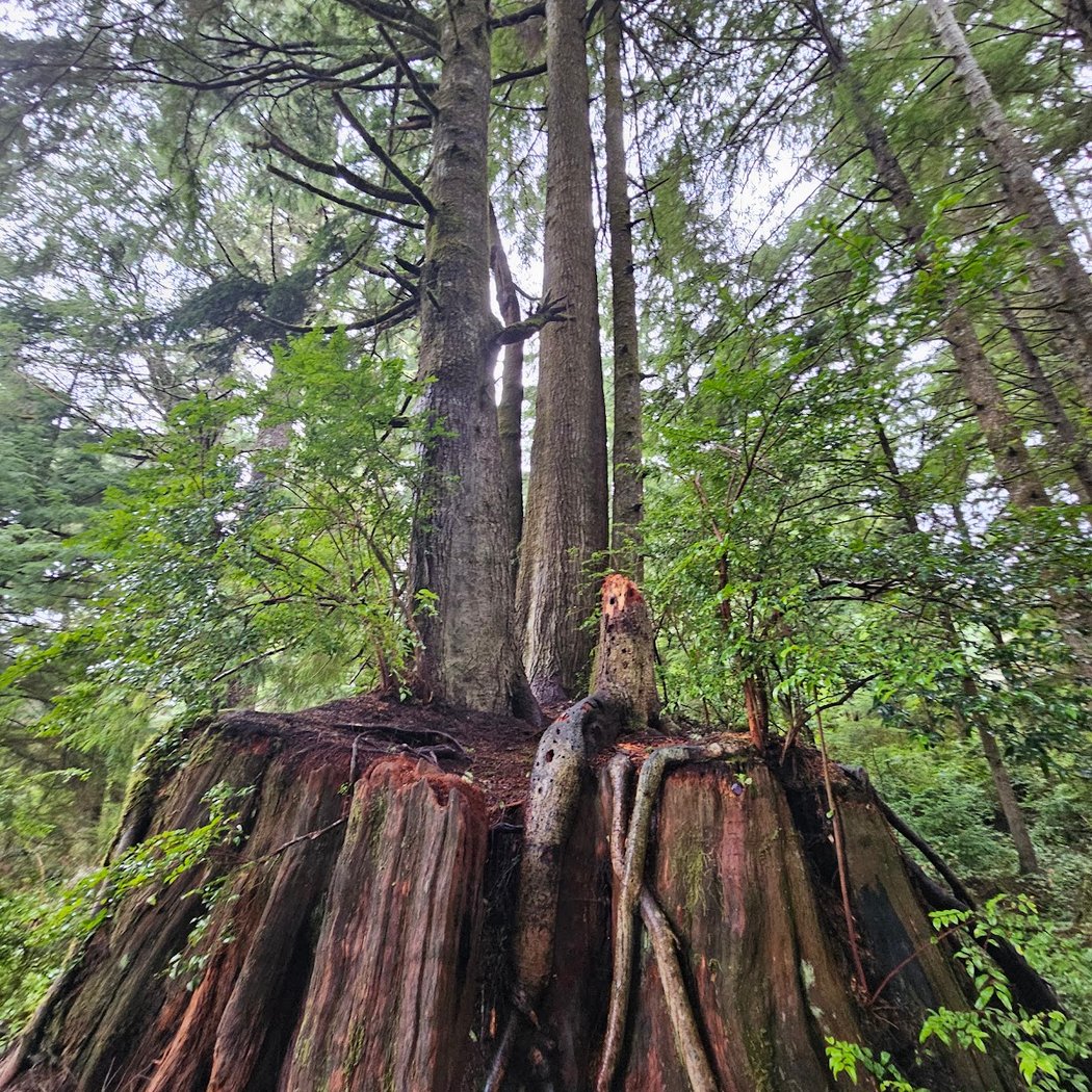 Rockaway Beach Old Growth Nature Preserve 4