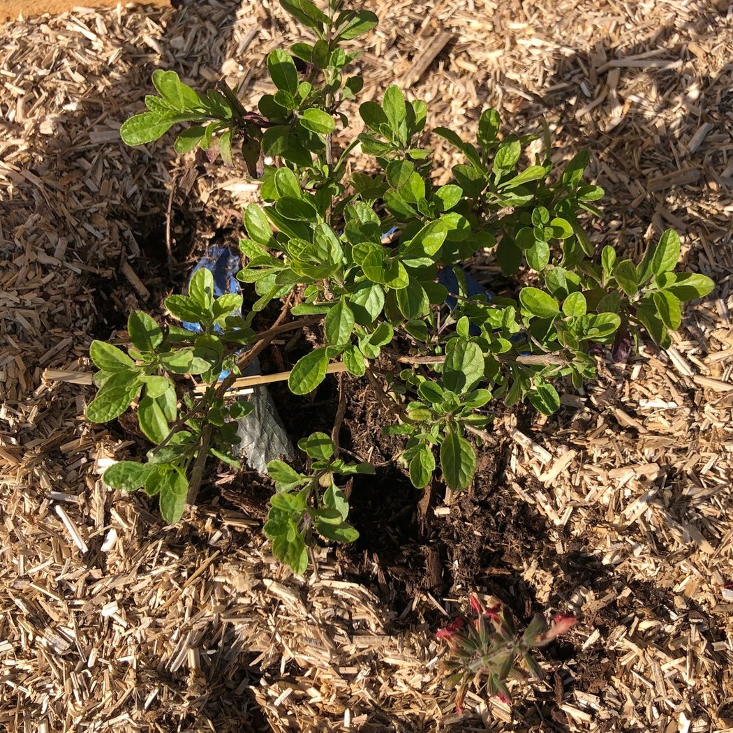 Atelier sur le potager 5