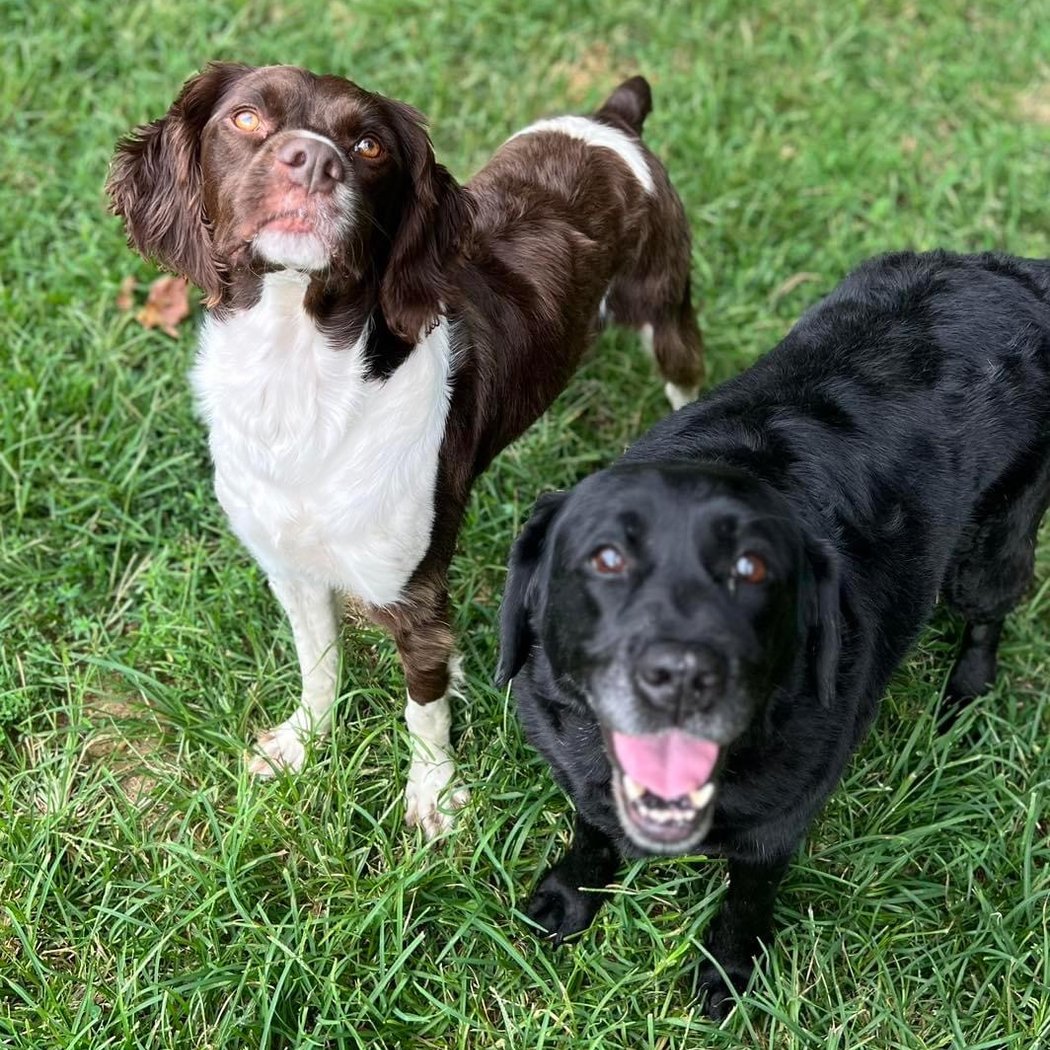 Square Dog Ranch 3