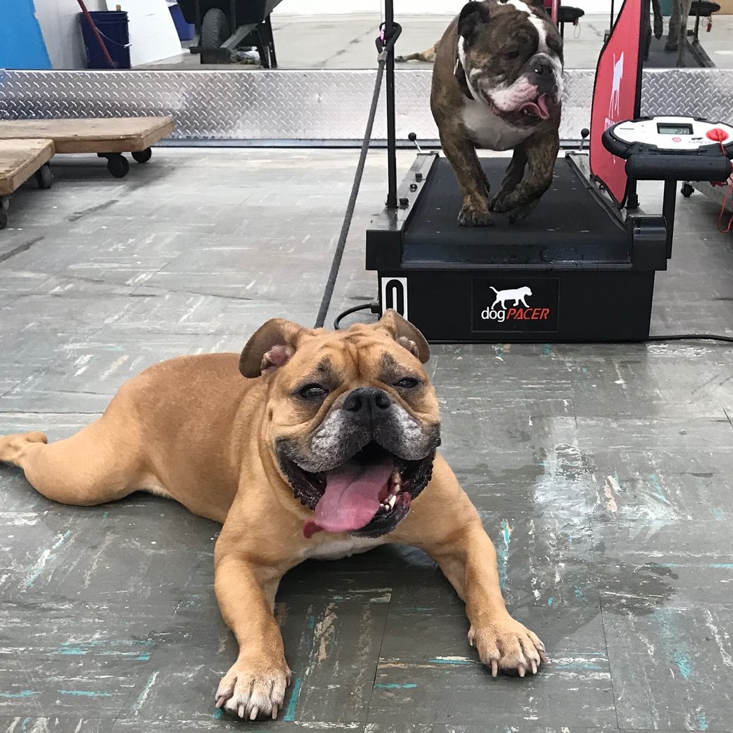 K9 Keep Fit 1