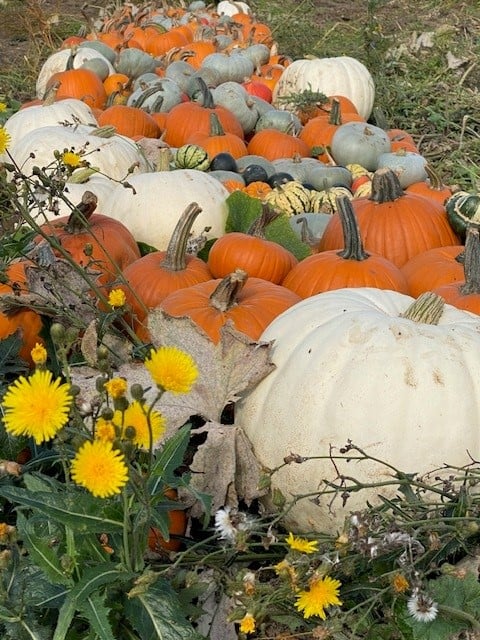 Pumpkin Picking Experience 3