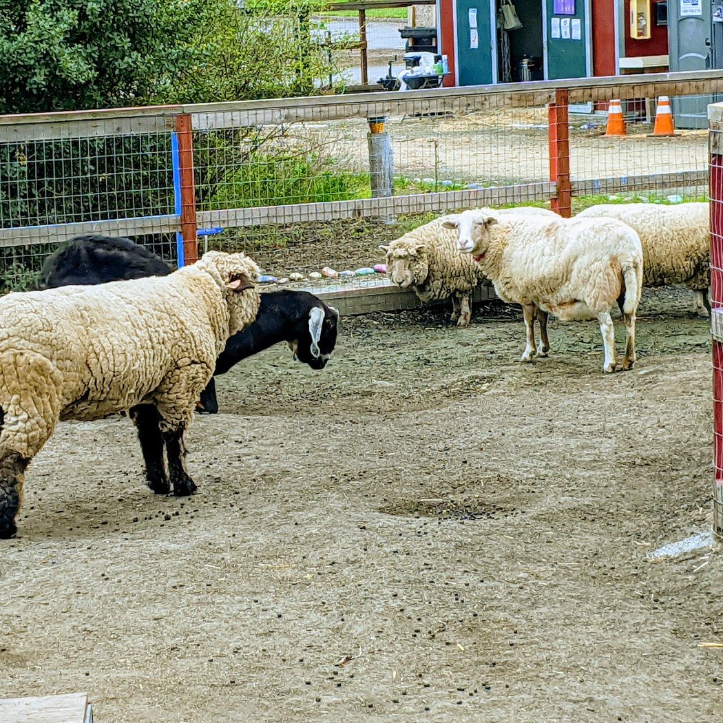 Animal Assisted Happiness 3