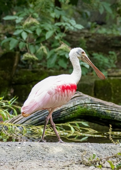 Guided Bird Walk 2