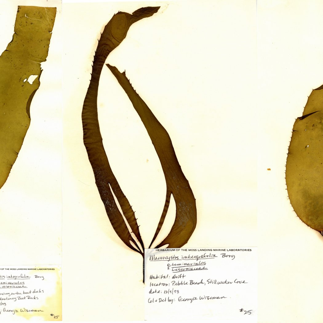 Seaweed Pressing Workshop 1