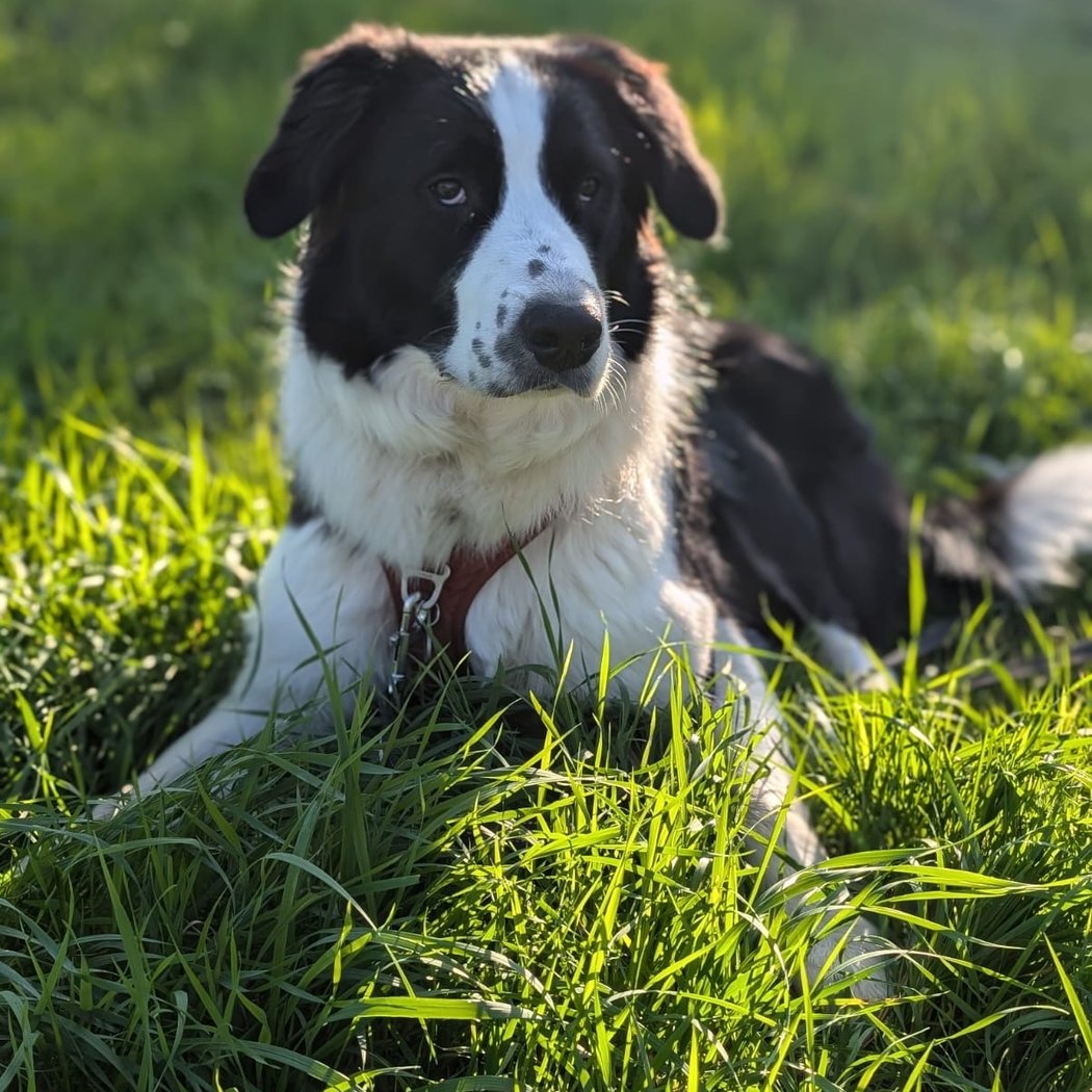 Pension canine Paw'sitive Job 1