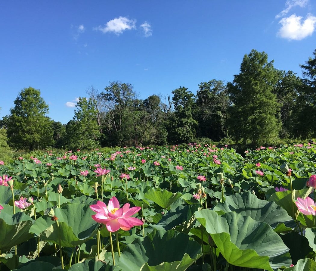 Kenilworth Aquatic Gardens: Extended Summer Hours